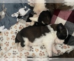 Small #1 Saint Bernard