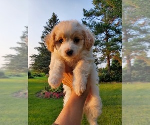 Maltipoo Puppy for sale in ELKHORN, WI, USA