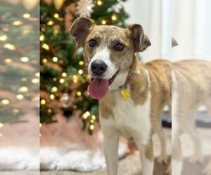 Catahoula Leopard Dog Dogs for adoption in Sandy, UT, USA