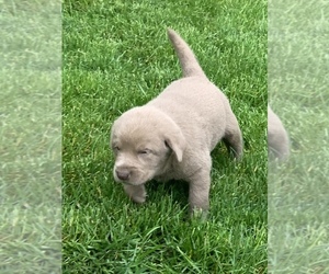 Labrador Retriever Puppy for sale in ROCHESTER, IN, USA