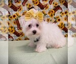 Small #1 Maltese