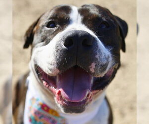American Bulldog-Plott Hound Mix Dogs for adoption in San Antonio, TX, USA