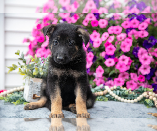 Medium Photo #16 German Shepherd Dog Puppy For Sale in GRABILL, IN, USA