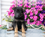 Small Photo #16 German Shepherd Dog Puppy For Sale in GRABILL, IN, USA