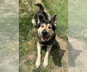 Tri Tip - Male Akita-German Shepherd Dog Mix Dog for Adoption - Photo #7
