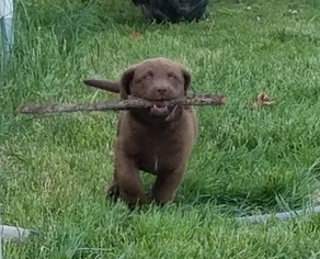 Chesapeake Bay Retriever Puppy for sale in MOUNT OLIVET, KY, USA