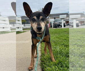 Miniature Pinscher Dogs for adoption in Newport Beach, CA, USA