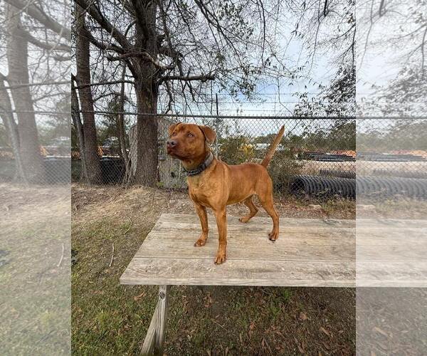 Medium Photo #3 American Pit Bull Terrier-Australian Shepherd Mix Puppy For Sale in Aurora, OH, USA