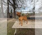 Small #2 American Pit Bull Terrier-Australian Shepherd Mix