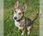 Small #3 Gerberian Shepsky