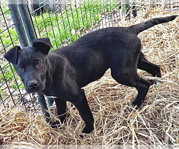 Medium Photo #2 Shepradors Puppy For Sale in Conway, AR, USA