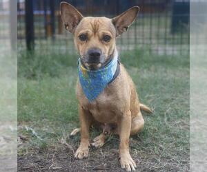 Chihuahua-Unknown Mix Dogs for adoption in San Antonio, TX, USA