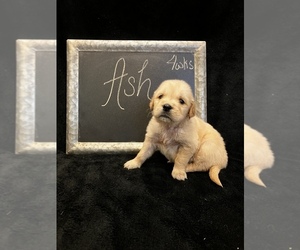 Golden Retriever Puppy for sale in DAYTON, VA, USA