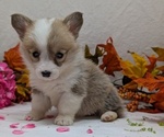 Small #7 Pembroke Welsh Corgi