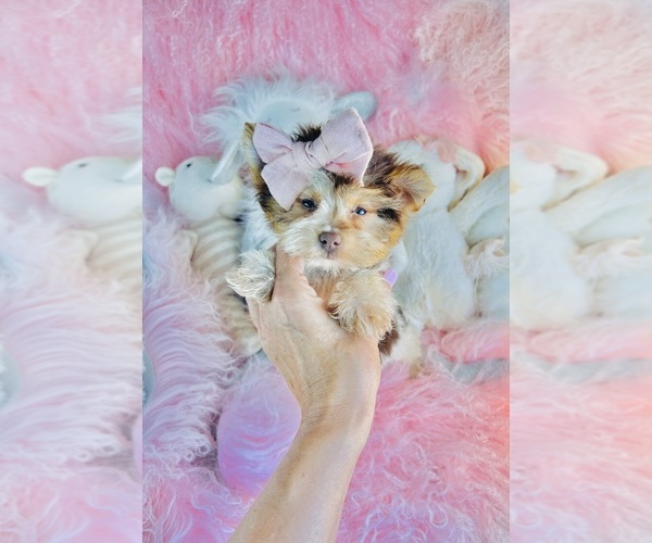 Medium Photo #4 Shiranian Puppy For Sale in BOCA RATON, FL, USA