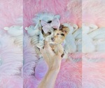 Hand delivery - Male Shiranian Puppy for Sale - Photo #4
