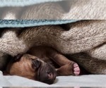 Small #4 Rhodesian Ridgeback