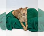 Small Photo #3 Mutt Puppy For Sale in Kennesaw, GA, USA