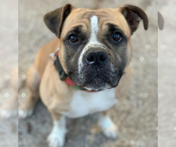 Medium Photo #9 Bulldog-Unknown Mix Puppy For Sale in Houston, TX, USA