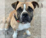 Small #8 Bulldog Mix