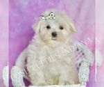 Puppy Cotton UABR Maltese