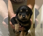 Small Rottweiler