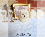 Small #3 Maltese