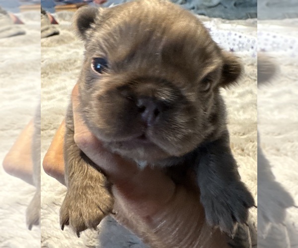 Medium Photo #1 French Bulldog Puppy For Sale in LEHIGH ACRES, FL, USA