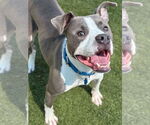 Small #3 American Pit Bull Terrier Mix