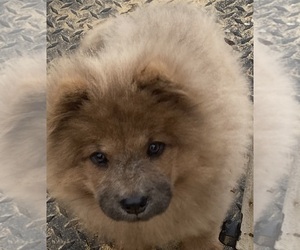 Chow Chow Puppy for sale in EFFINGHAM, SC, USA