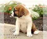 Small #4 Saint Bernard