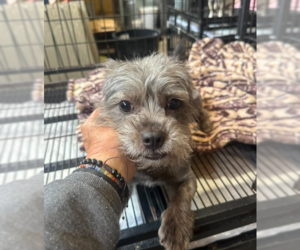 Mutt Dogs for adoption in Cranston, RI, USA