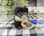 Small Photo #2 Miniature Bernedoodle Puppy For Sale in GREENWOOD, IN, USA