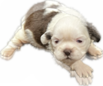 Puppy 2 Shih Tzu