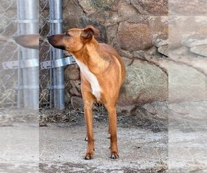 Black Mouth Cur-Unknown Mix Dogs for adoption in Willcox, AZ, USA