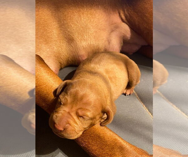 Medium Photo #1 Vizsla Puppy For Sale in ARLINGTON, TX, USA