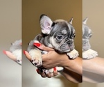 Small #2 French Bulldog