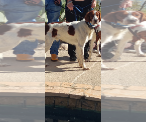 Medium Photo #1 Irish Red and White Setter Puppy For Sale in MILES, TX, USA