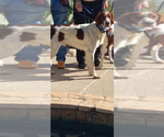 Small Photo #1 Irish Red and White Setter Puppy For Sale in MILES, TX, USA