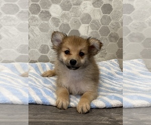 Pomeranian Puppy for sale in CANOGA, NY, USA