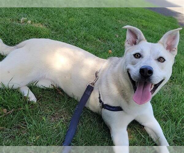 Medium Photo #3 Mutt Puppy For Sale in Santa Rosa, CA, USA