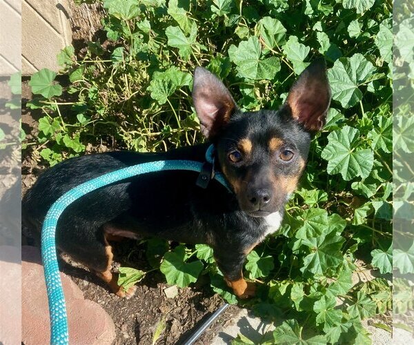 Medium Photo #3 Chipin Puppy For Sale in Newport Beach, CA, USA