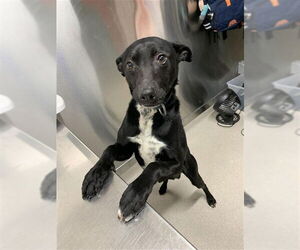 Pointer-Siberian Husky Mix Dogs for adoption in Fairbanks, AK, USA