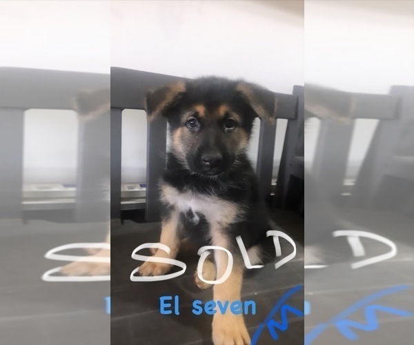 Medium Photo #3 German Shepherd Dog Puppy For Sale in HILLSBORO, IL, USA