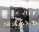 Small Photo #3 German Shepherd Dog Puppy For Sale in HILLSBORO, IL, USA