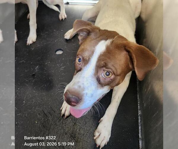 Medium Photo #1 Rat Terrier-Unknown Mix Puppy For Sale in San Antonio, TX, USA