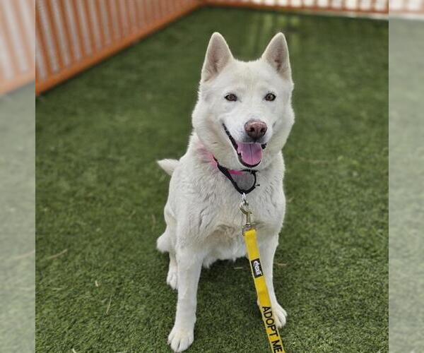 Medium Photo #1 Siberian Husky-Unknown Mix Puppy For Sale in Las Vegas, NV, USA