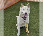 DAISY - Female Siberian Husky-Unknown Mix Dog for Adoption - Small photo