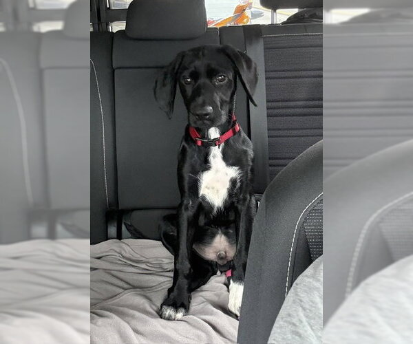 Medium Photo #3 Labrador Retriever-Unknown Mix Puppy For Sale in Bellevue, WA, USA
