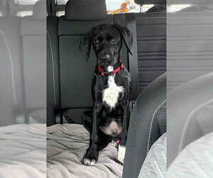 Nugget - Male Labrador Retriever-Unknown Mix Dog for Adoption - Photo #3